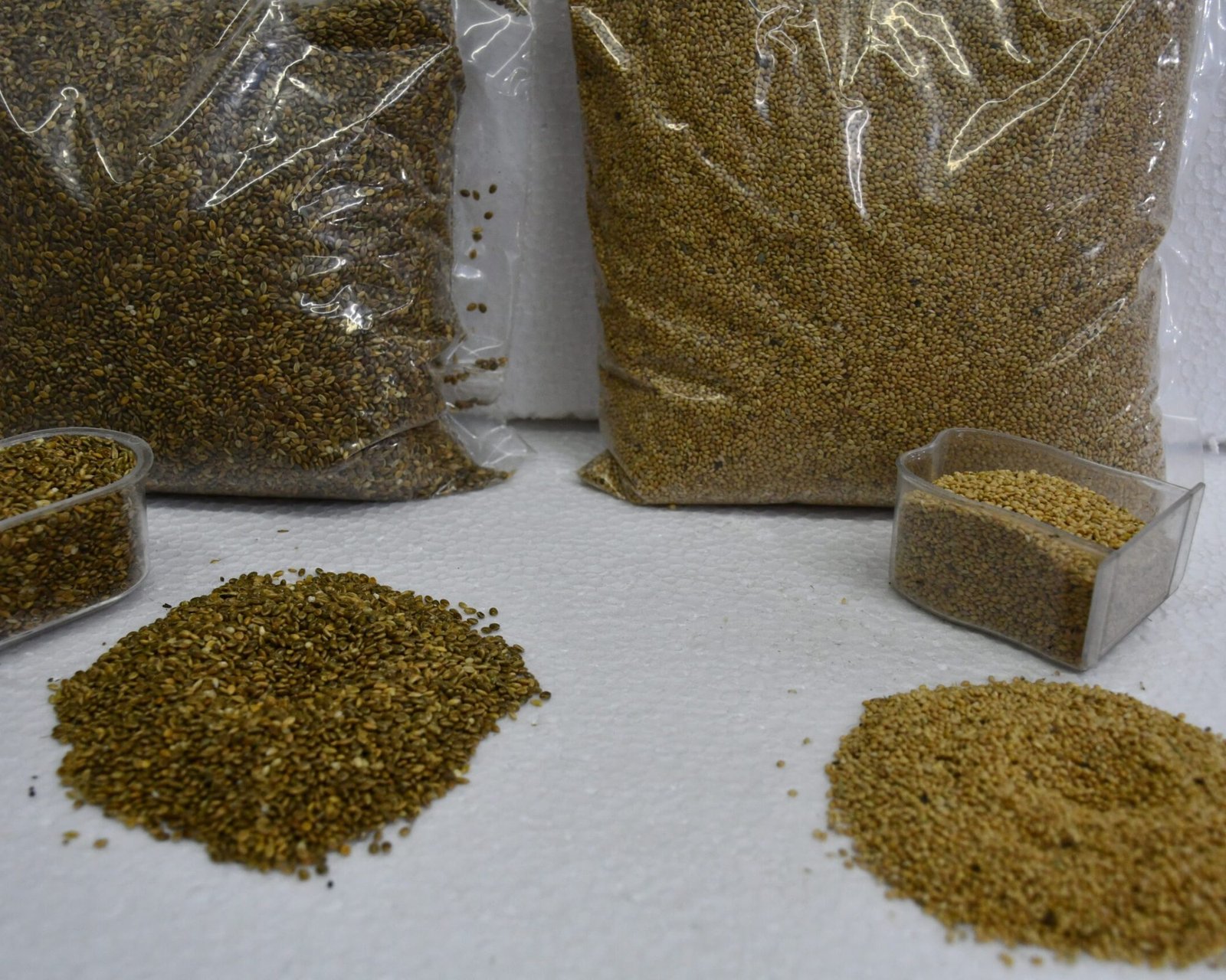 Small & Big Kangni Seed (For Budgerigar, Finches, Java Sparrow, Guinea Pig, Hamster, Rabbit )